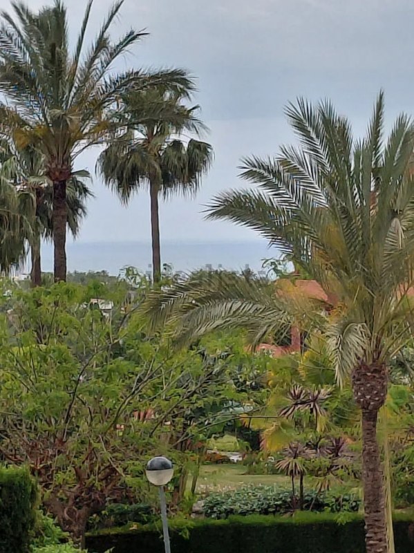 Palmeras y jardín con vistas al mar Mediterráneo al fondo